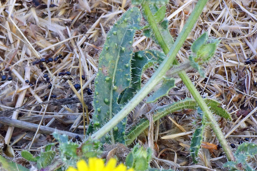 Helminthotheca echioides / Aspraggine volgare